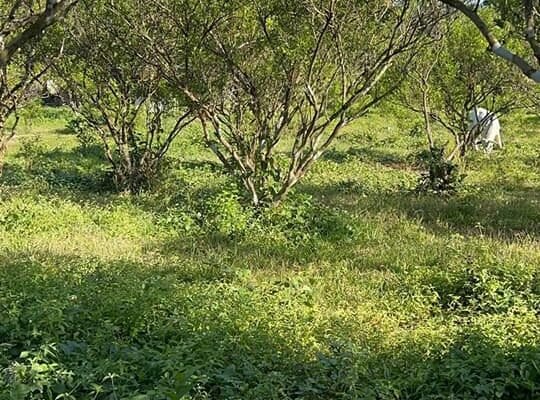 Affordable Farm lot in Tiaong Quezon