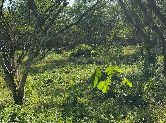 Affordable Farm lot in Tiaong Quezon