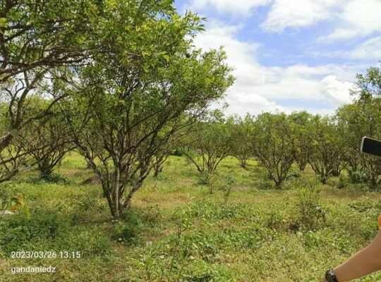 Affordable Farm lot in Tiaong Quezon