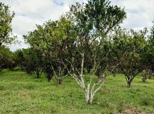 Murang Farm Lot sa Tiaong Quezon