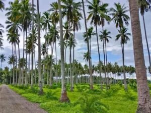 Murang Farm Lot sa Tiaong