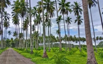 Murang Farm Lot sa Tiaong