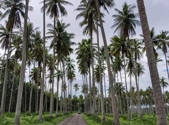 Murang Farm Lot sa Tiaong