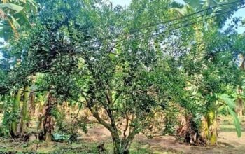 1000sqm Farm Lot❗❗