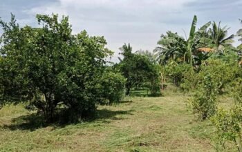Farm Lot for Sale
