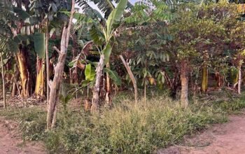 Low Price Farm Lot