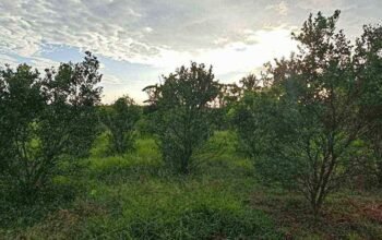 Farm Lot for Sale