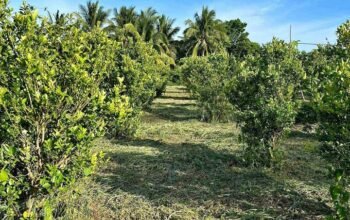 Farm Lot in Tiaong Quezon