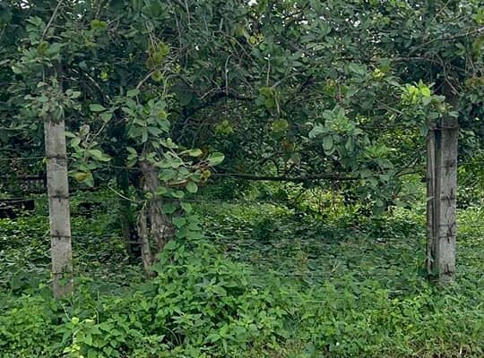 Farm Lot along Brgy Road