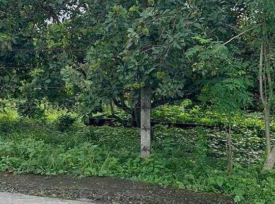 Farm Lot along Brgy Road