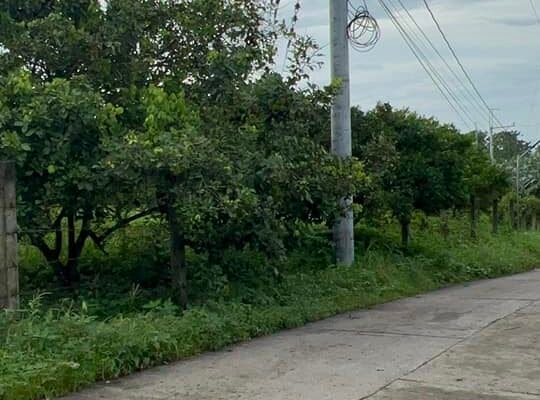 Farm Lot along Brgy Road