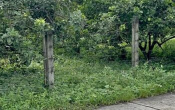 Farm lot with rambutan, lansones at dalandan tree