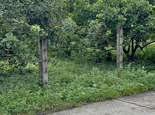 Farm lot with rambutan, lansones at dalandan tree