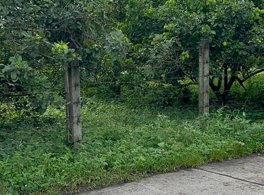Farm Lot along Brgy Road