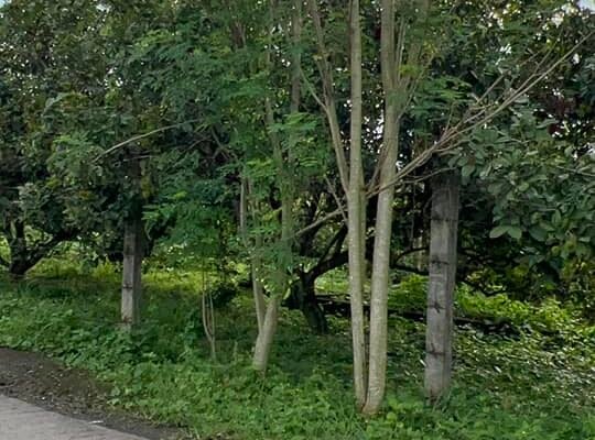 Farm Lot along Brgy Road