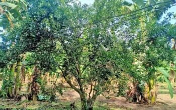 1000sqm Farm Lot❗❗
