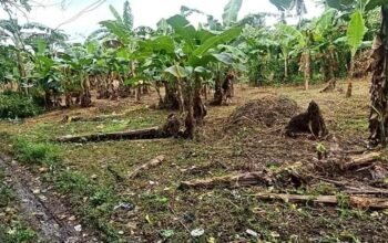 Farm lot for sale