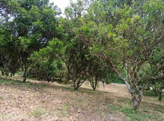 Mini Farm Lot in San Antonio Quezon