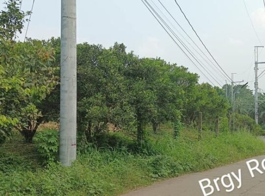 Abot kaya na Farm Lot sa San Antonio Quezon