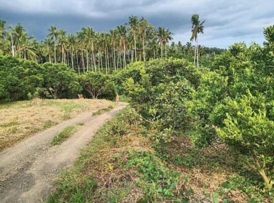 Mini Farm Lot in San Antonio Quezon