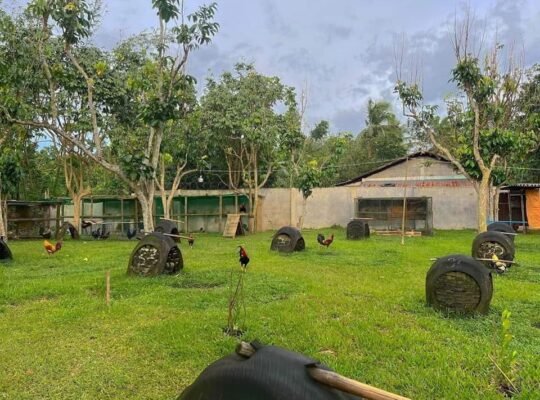 House and Lot for sale 6000 sqm lot area