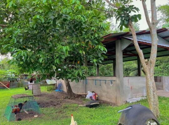 House and Lot for sale 6000 sqm lot area