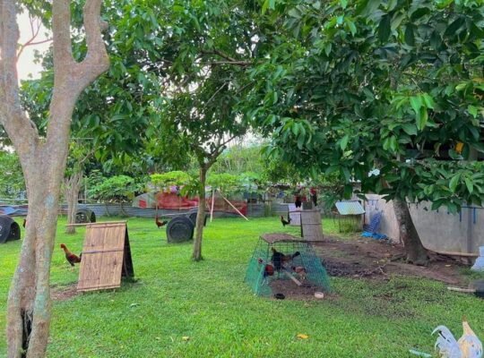 House and Lot for sale 6000 sqm lot area