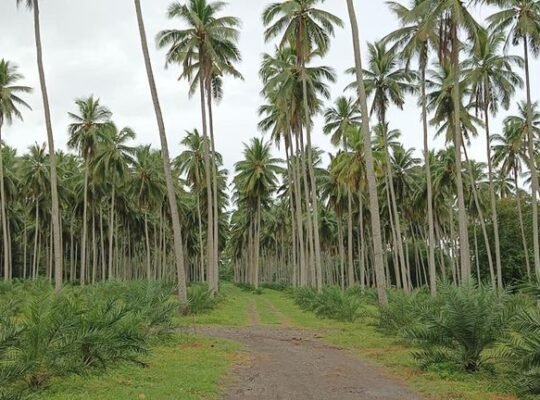 Coconuts and Dates Mini Farm