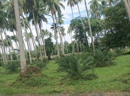 Coconuts and Dates Mini Farm