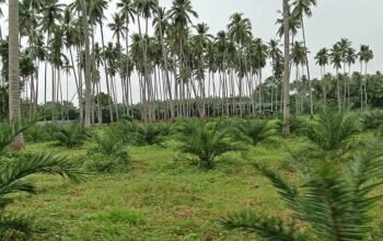 Coconuts and Dates Mini Farm