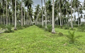 1,000sqm Farm Lot