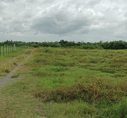 950k Farm lot in Tiaong Quezon