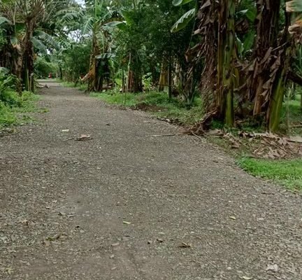 Affordable Mini Farm Lot in Tiaong Quezon