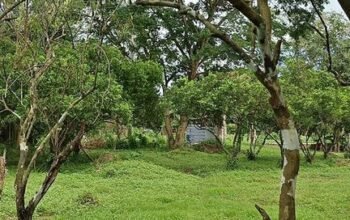 Affordable Mini Farm Lot in Tiaong Quezon