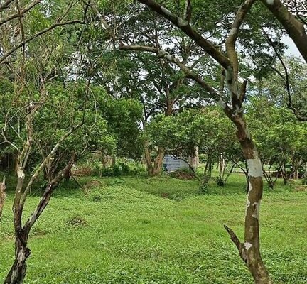 Affordable Mini Farm Lot in Tiaong Quezon