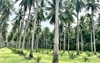Near Hiway na Farm Lot sa Tiaong Quezon