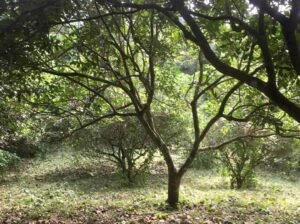 Dalandan farm for sale