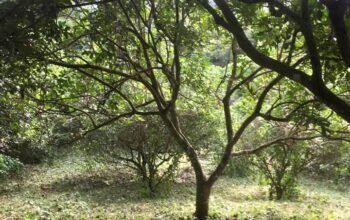 Dalandan farm for sale