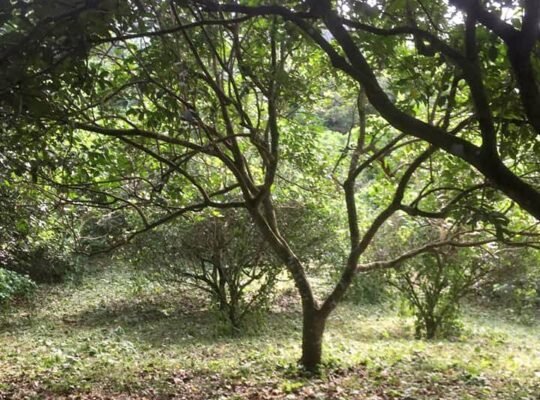 Dalandan farm for sale