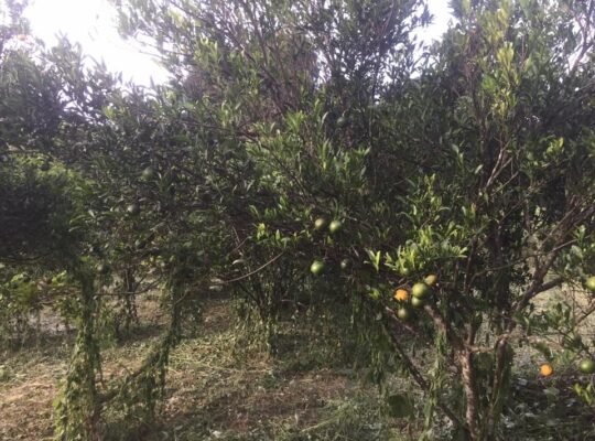 Dalandan farm for sale