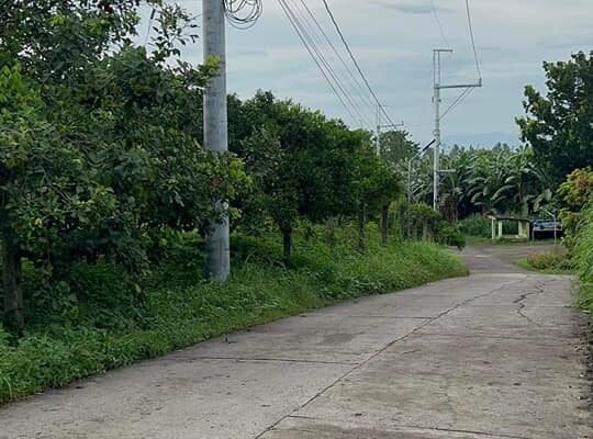 Dalandan farm for sale