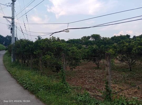 Dalandan farm for sale