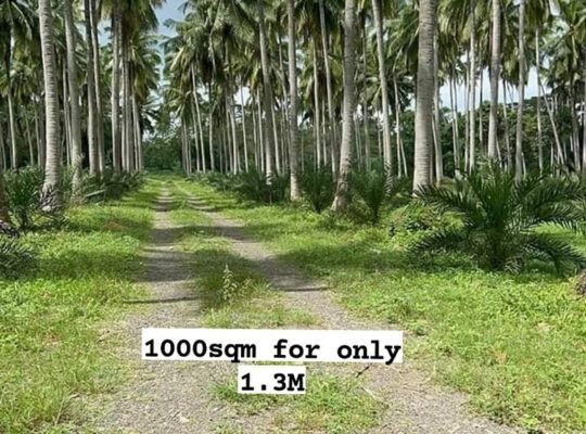 Murang Farm Lot sa Tiaong Quezon