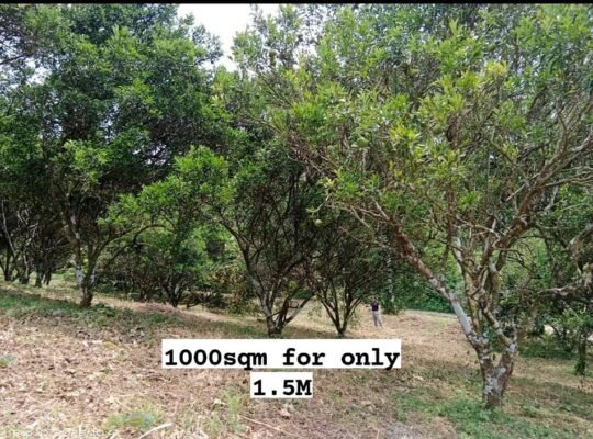 Murang Farm lot sa Tiaong Quezon