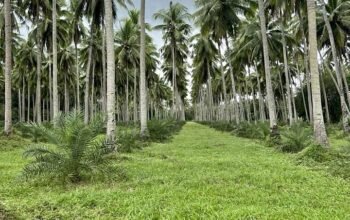 Dates and coconut farm