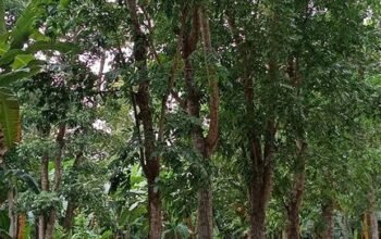 Along Hiway na FarmLot sa Tiaong Quezon