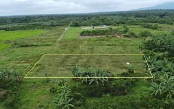 Murang Farm Lot sa Tiaong Quezon