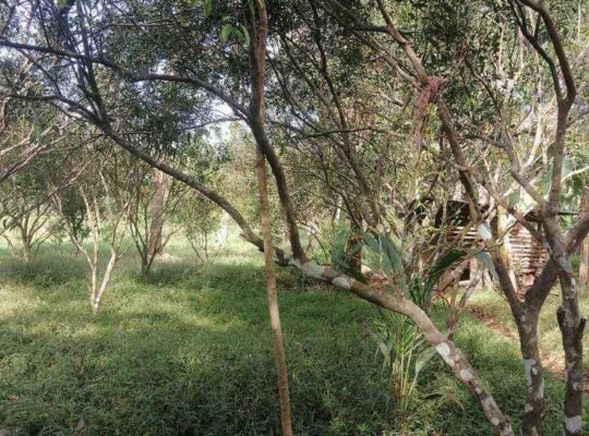 Murang Farm Lot sa Tiaong Quezon