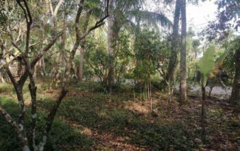 Murang Farm Lot sa Tiaong Quezon