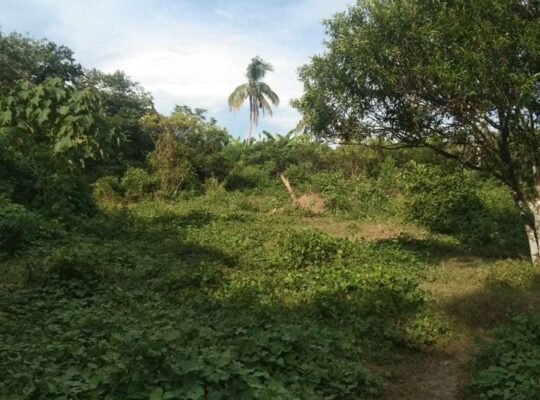 Farmlot in Tiaong Quezon